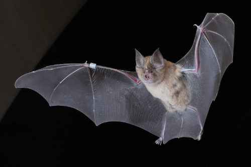 ge shows a greater horseshoe bat at Woodchester Mansion